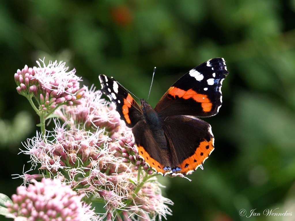 Atalanta, Vanessa atalanta.JPG